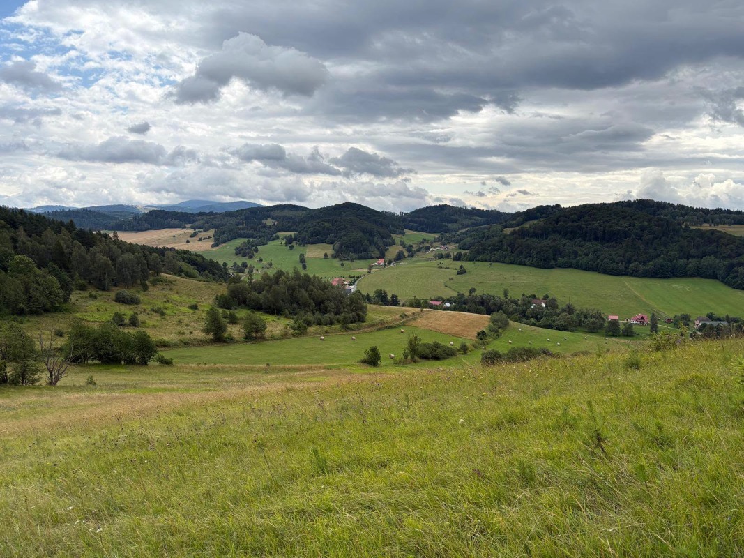 Sędzisz